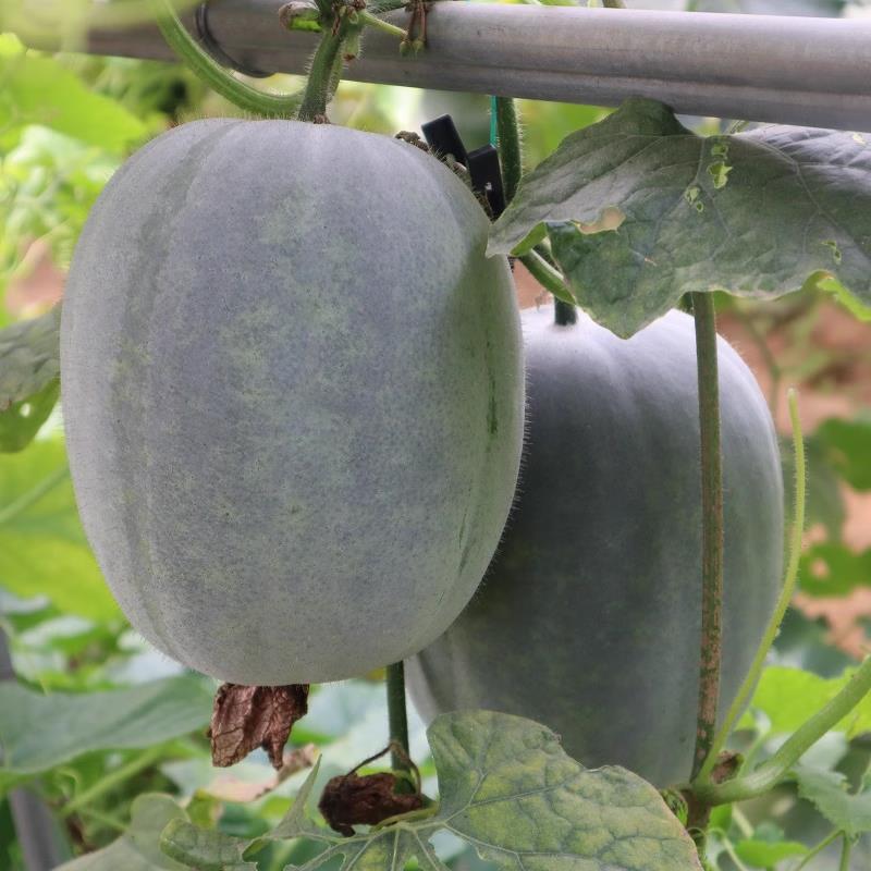 粉皮蔬早熟一籽小冬种玲瓜香冬种瓜子串秋春播产易味大田种菜高孑