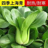 青南宗籽海上子菜小正四季方青菜種油籽蔬孑菜籽菜州種種蘇青