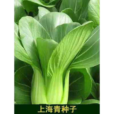 四季原种上海青种子播四季高产上海青菜种子农家小油菜籽蔬菜种子