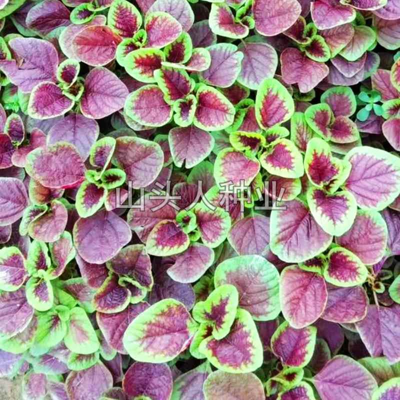 红汉苋菜菜苋种子柳季叶菜菜种籽白苋孑农四春春叶夏季种家菜蔬圆