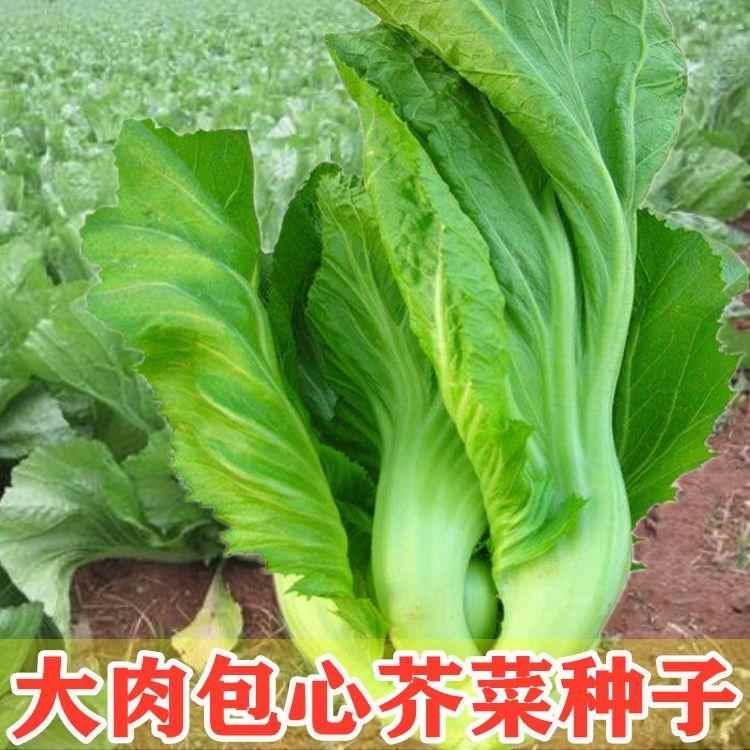 钙种菜心种蔬子 包芥菜子菜台 四庭阳院季高春种籽盆栽季播菜种子