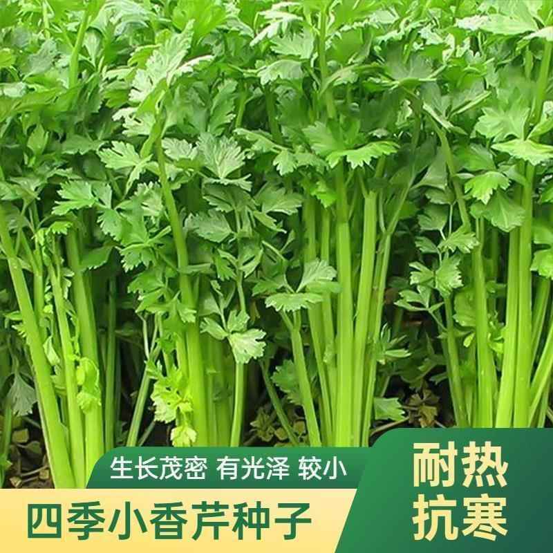 四季小香芹孑种籽芹菜小芹种种子蔬菜菜种阳台幼苗菜籽秧苗