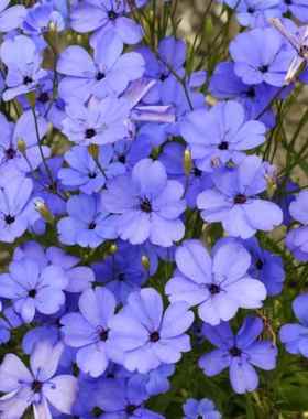 进口小麦仙翁种子 蓝色花 blue angle庭院切花盆栽花卉天使境装