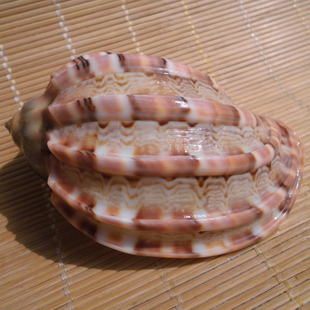 大海螺贝壳竖琴螺杨桃琴螺 鱼缸水族卷贝鱼虾蟹寄居 水瓶座吉祥物