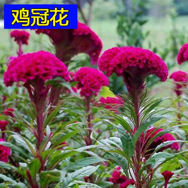 凤尾鸡冠花种子 四季花卉种子春播花籽阳台庭院盆栽易种 观赏播种