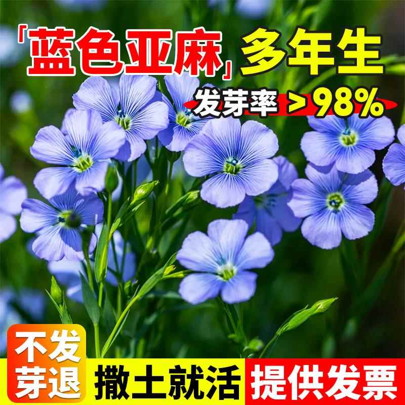 蓝花亚麻种子孑多年生宿根豆麻花籽四季播种阳台盆栽绿化花卉植物