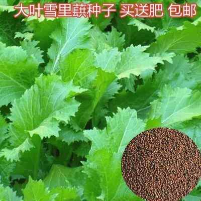 雪里红种子 大叶细叶九头鸟雪里蕻阳台秋季四季蔬菜 盆栽雪菜种籽