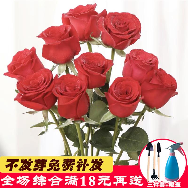 玫瑰花植物盆栽子四季播种开花易活室内花卉种籽室外庭院鲜花种子