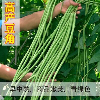菜病种压塌豆角种种条长产豆角架子籽早孑熟抗高蔬豆青秋长
