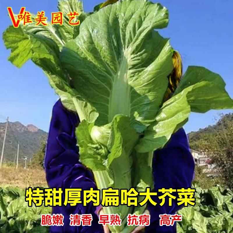 特甜扁哈大酸菜种子广东厚肉盖菜大叶青菜籽高产蔬菜种孑芥菜种籽