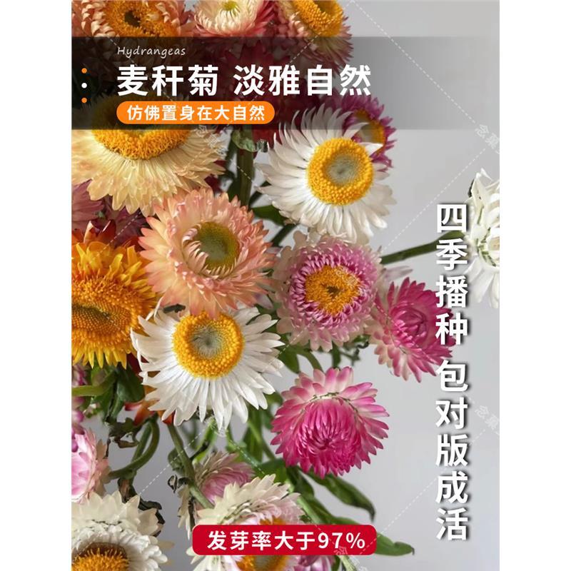 麦秆菊种子混色腊菊干花菊花籽景观绿化盆栽花卉阳台园艺观切花花