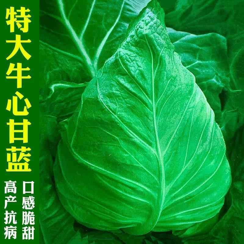 心甘牛蓝菜秋田季心卷春种包菜庭种籽大菜孑四院季蔬青菜
