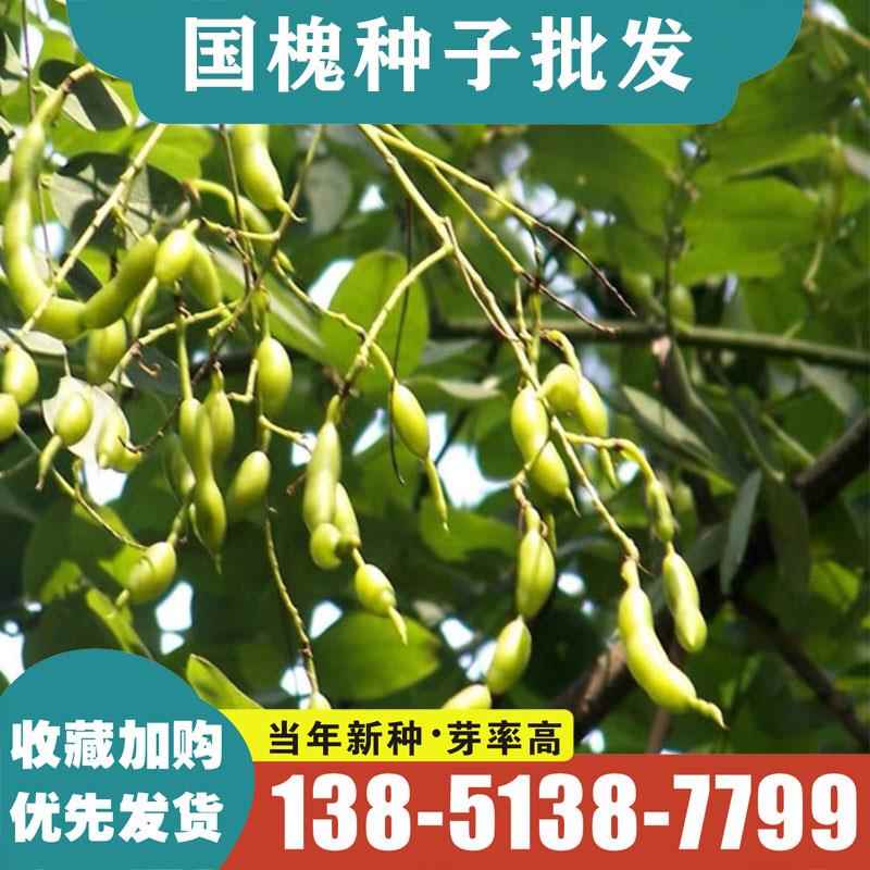 新刺槐国槐种子速生国槐树种子黄花槐红花槐采紫穗槐刺槐树籽包邮