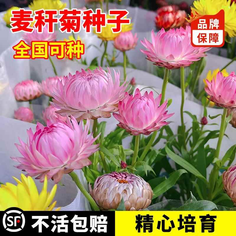 麦秆菊种子混色腊菊干花菊花籽景观绿化盆栽阳台花卉园艺切花观花
