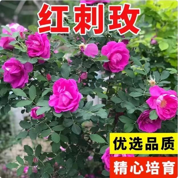 红刺玫种子玫瑰花种籽子孑观赏开花当年藤本采种大花新黄刺玫种籽