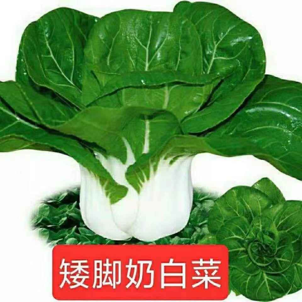 脚白公菜奶矮油小白种子种白阳雪菜奶子主大田院台小庭白菜种子