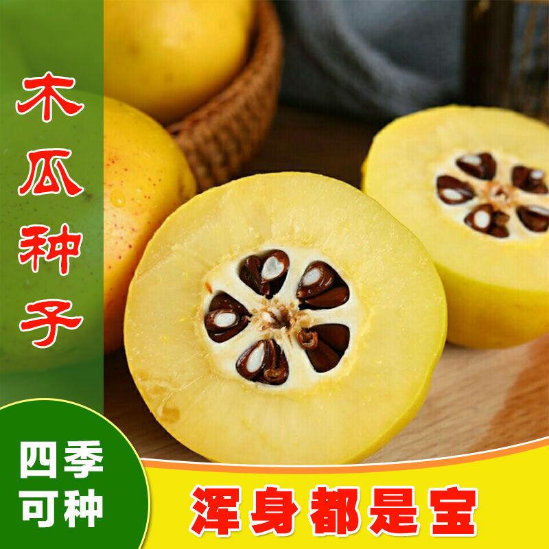 木瓜木子种干子中药木树材种木种光皮木瓜子皱瓜皮种子林种药瓜子