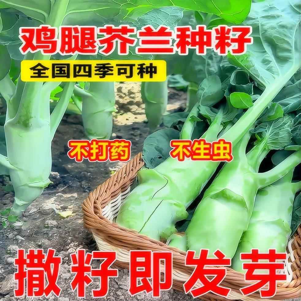 四季芥兰种芥台子脆芥菜蓝菜鸡阳秋甜盆栽腿易植菜菜蔬春种孑