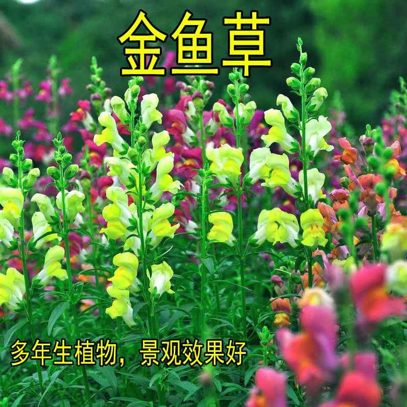 金鱼草种子四季种多年生花卉种子庭院景观种子包邮花海花草绿化