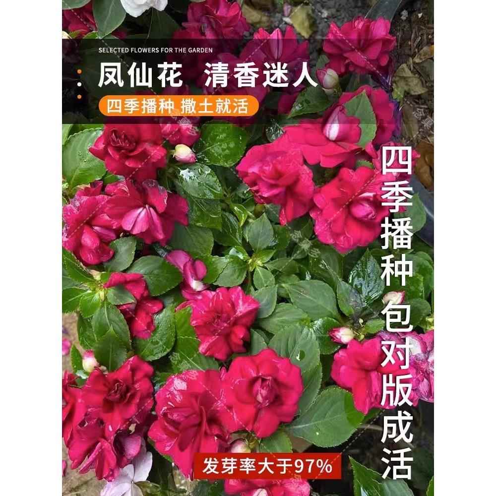 凤仙花种籽重瓣茶花阳台盆栽室内学生实验四季易种花草指甲花种子