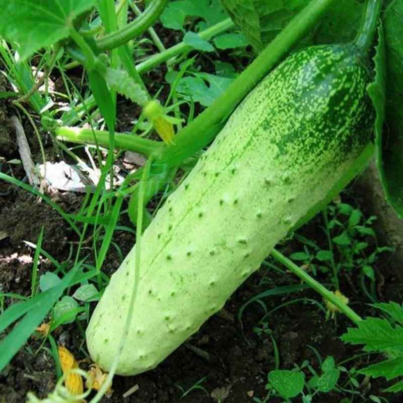 【新种】黄本地架瓜春子压塌旱黄瓜种籽秋季蔬种今菜种年子