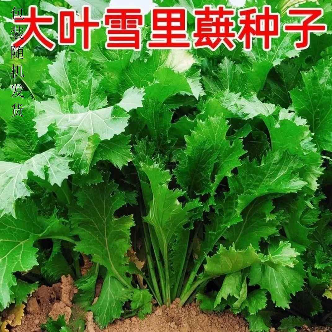 春大大雪叶里红大雪里种子九雪春里蕻播蕻菜种子方叶全头南季北方