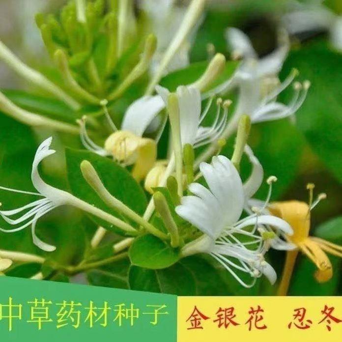 金银花种子四季中药材种植可可食用泡茶种籽忍冬药用植物花卉种子