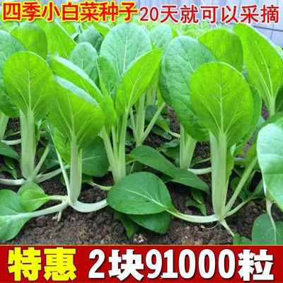 小四四快生奶籽白速菜子季蔬菜阳种早熟小青菜种台耐盆栽季热油菜