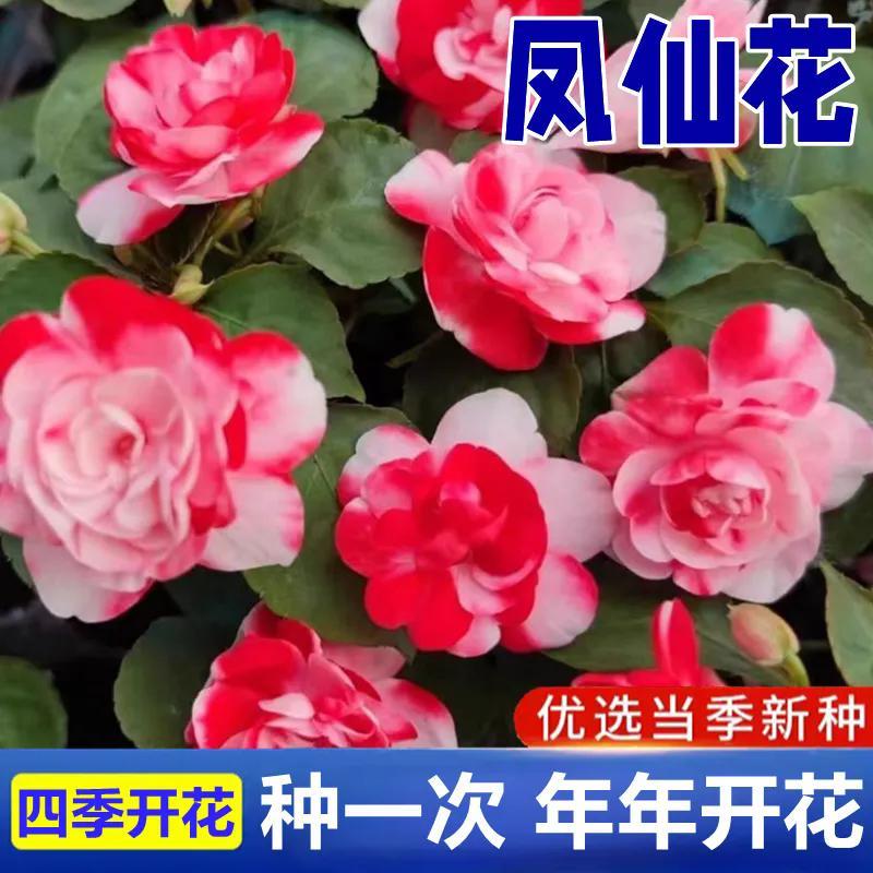 重瓣凤仙非洲七彩花种子易爆盆开花好养阳台庭院盆栽七彩指甲花