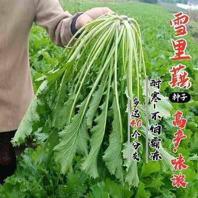 九头鸟种子大叶细叶雪里红雪里蕻阳台盆栽四季蔬菜 秋季雪菜种籽