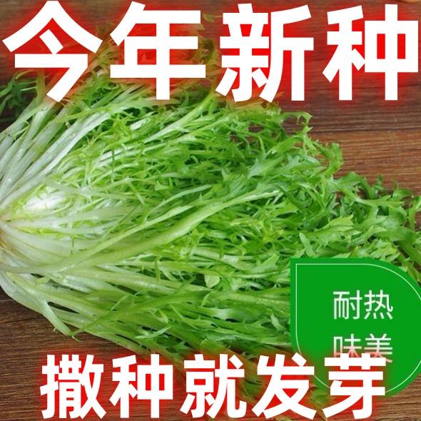 苦苣种子苦菜菊籽种芽盆栽蔬菜种孑种籽春秋冬季四季播生菜青菜