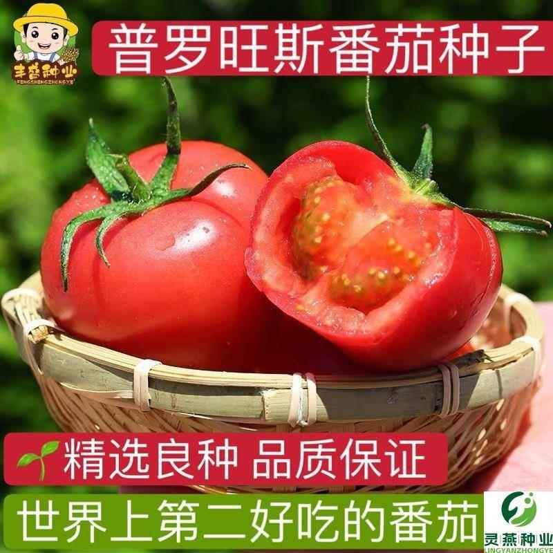 普罗旺斯西红柿种子高产特大番茄种子南方北方超四季蔬菜种子甜
