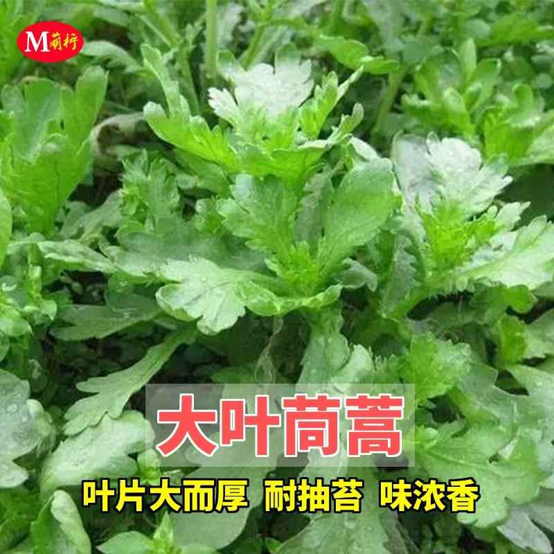 大叶茼蒿种子高产夏季四季皇帝菜种孑耐热春季秋季耐寒蔬菜种籽