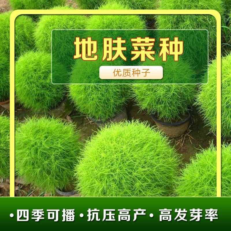 肤阳草菜台草籽菜食地扫帚美菜秋坪地菜种用肤野盆肤栽蔬种春子