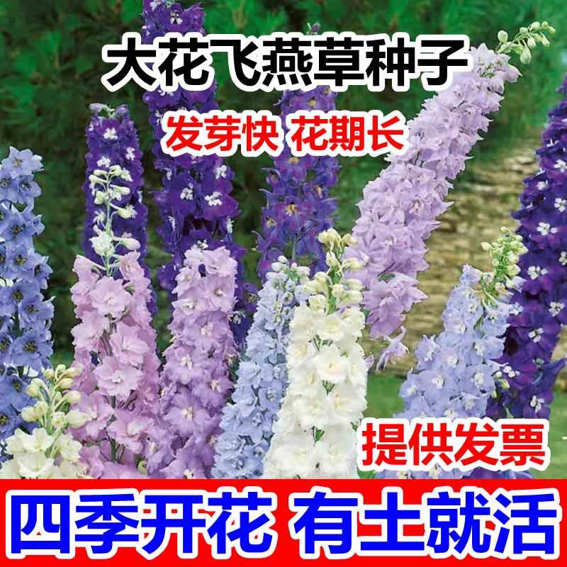 大花飞燕草大花苗盆栽耐寒庭院室外花草秋季翠雀易活花种子花籽子