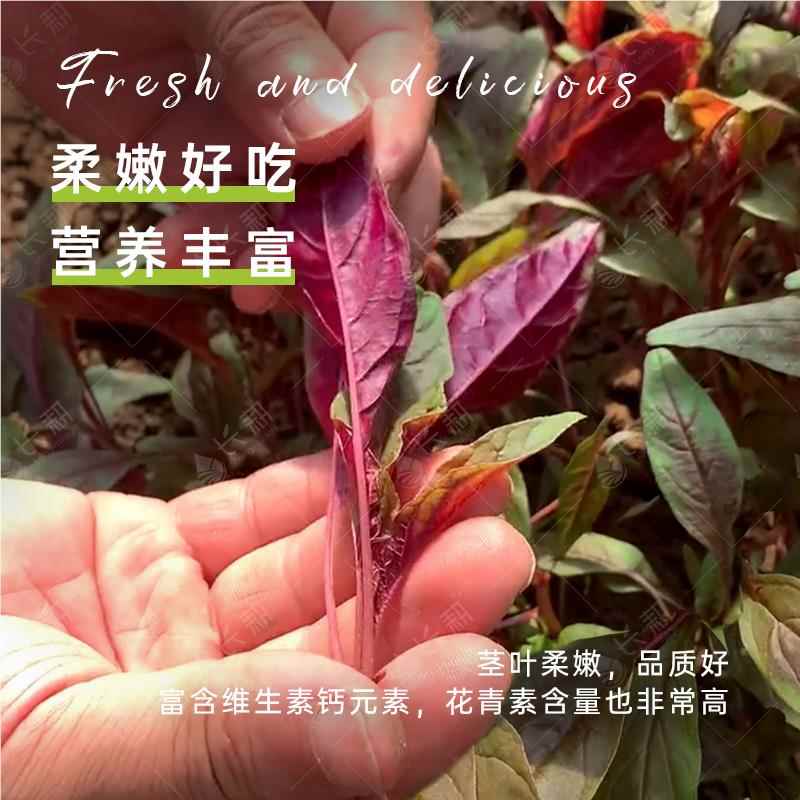 紅莧菜（種臺(tái)籽菜種子軟康泰貿(mào)秋陽(yáng)糯葉春孑夏四季菜盆莧柳栽種蔬