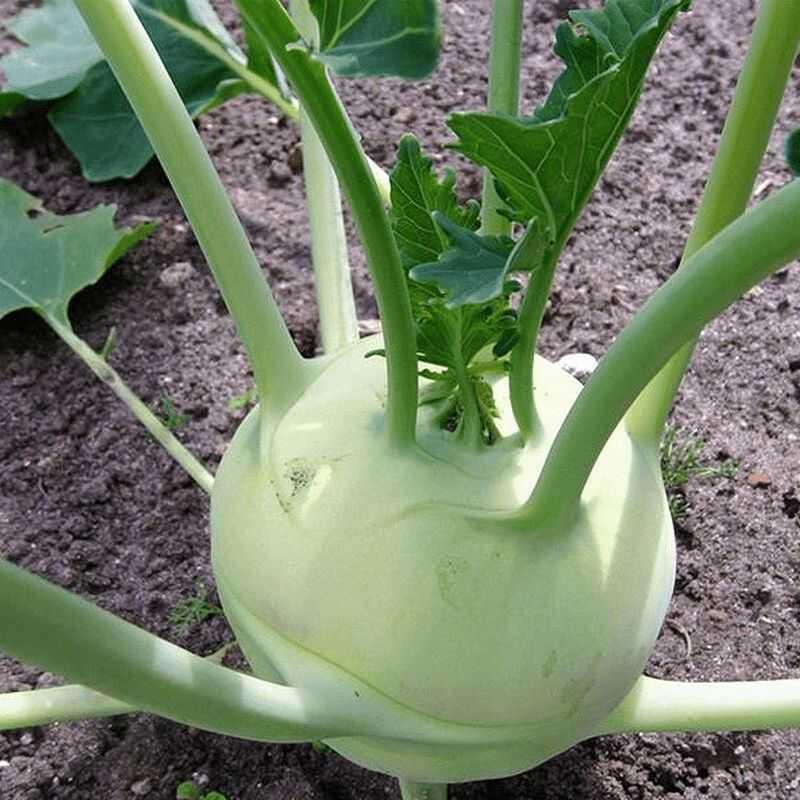 四季水果苤兰种子青丕蓝种子翠玉青苤蓝菜球皮兰蔬菜种子大全