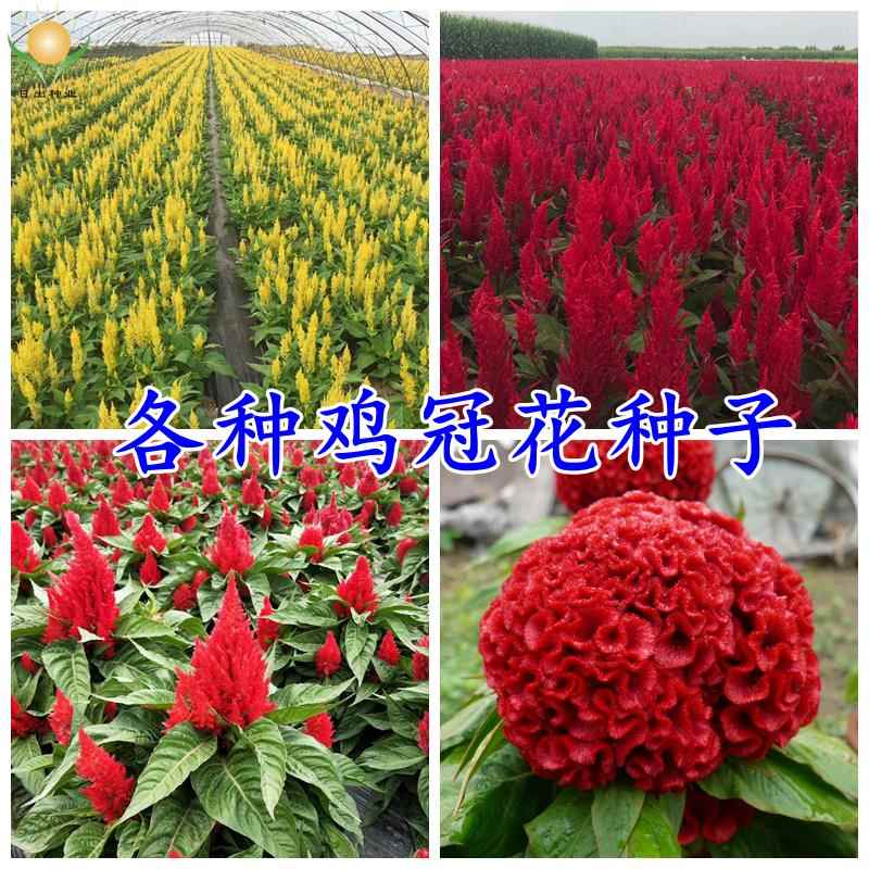 矮杆鸡冠花种子红黄观赏羽装穗状凤尾室内外头状阳台庭院盆栽花卉
