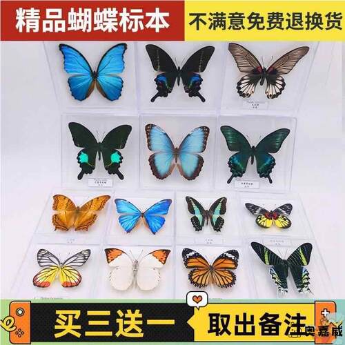 厂家直销真蝴蝶标本展翅 绿带翠凤蝶 昆虫甲虫幼儿园教学科普展品