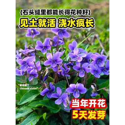 紫花地丁种子中药材籽紫花地丁花种籽四季种植盆栽药用苦地丁种孑