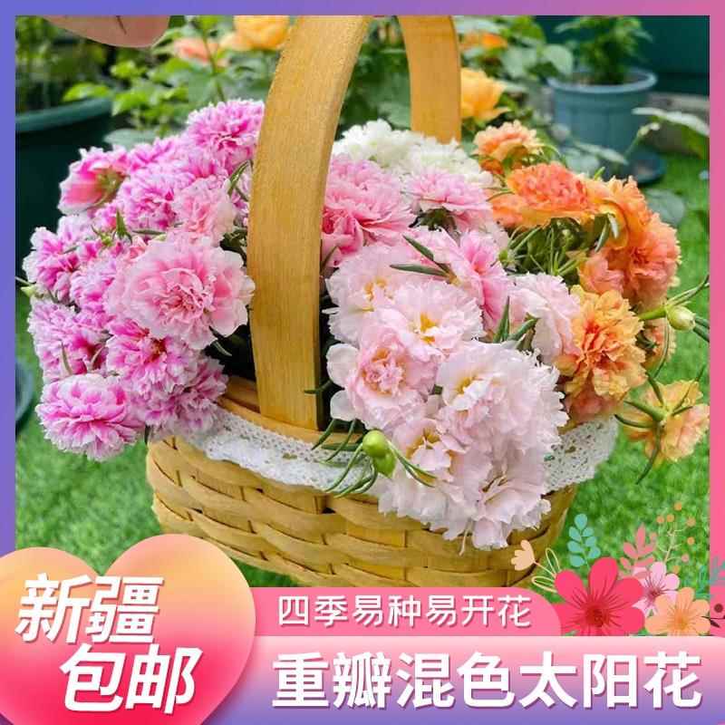 新疆包邮重瓣太阳花花种子花籽室外开花室内花卉易活四季种子花种