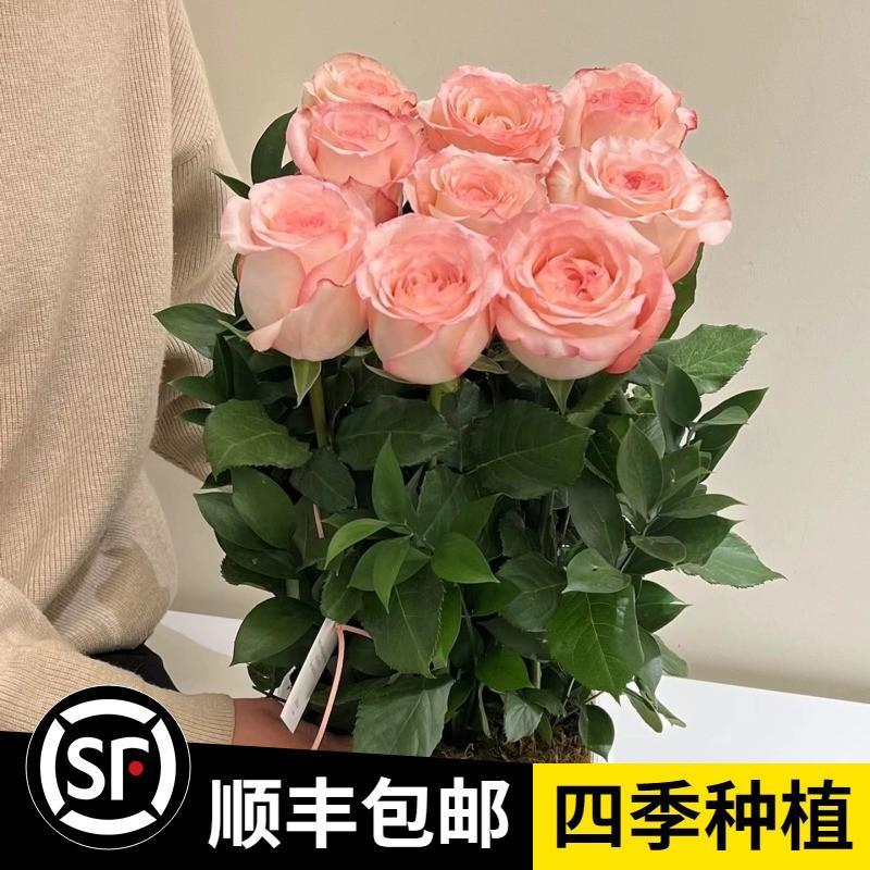 玫瑰花种籽子四季开花盆栽花卉植物易爆室内外盆鲜花种子庭院阳台