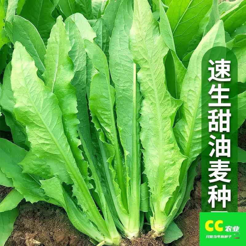 速生香甜油麦蔬菜种孑莜麦菜苦菜种籽春秋播种农家菜园庭院菜种子