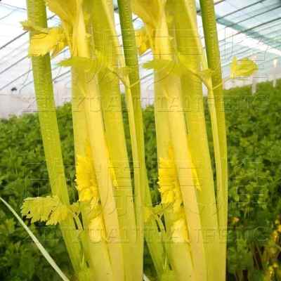 籽黄芹耐种种子菜马家心沟空四季播玻夏季芹黄热璃种蔬脆菜芹孑