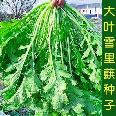 大菜种籽雪里蕻种子一代杂交大田春秋季四季雪菜雪里红蔬菜种孑叶