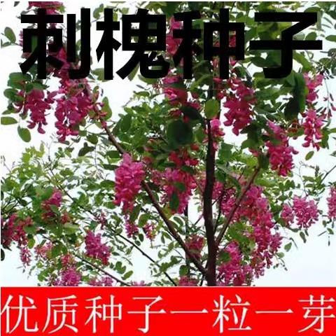 白花 花刺槐 香花槐洋红花槐四倍体 金叶