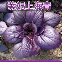 油種種春紫秋季蘇青青菜梗菜菜子四庭院陽臺青種州籽冬種季菜蔬孑