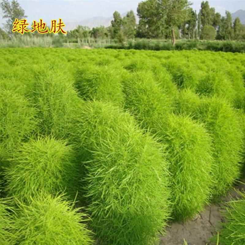 红色地肤种子绿叶地肤播种籽地麦铁扫帚苗菜种子花种籽子四季草种