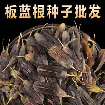 散装材种子苗板蓝根大青叶种籽500g四季种植清热植物种孑