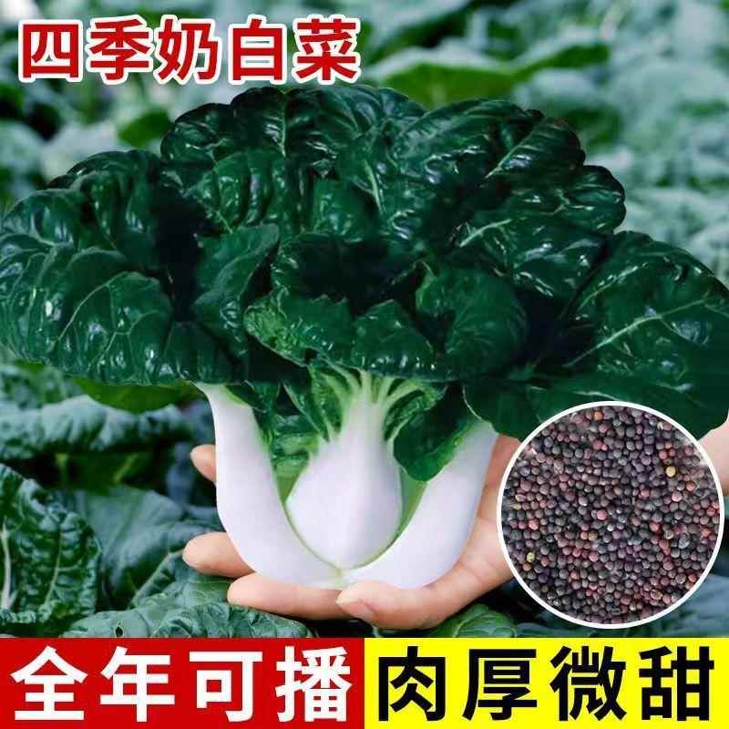 四种季油蔬白奶子播种籽脆甜黑白菜叶矮脚白原装菜种小奶菜菜子